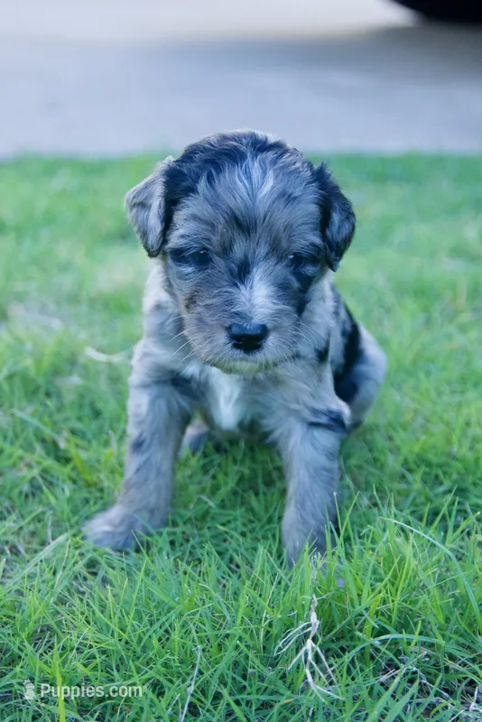 Charlie – Aussiedoodle puppy for sale in Oklahoma City, OK