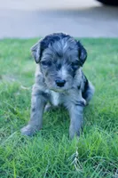 Charlie, a male Aussiedoodle for sale in Oklahoma City, OK – 3 of 3