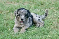 Charlie, a male Aussiedoodle and Schnoodle for sale in Oklahoma City, OK – 3 of 3