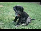 Phantom, a male Aussiedoodle and Schnoodle for sale in Oklahoma City, OK – 2 of 3