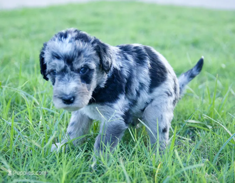 Flash – Aussiedoodle puppy for sale in Oklahoma City, OK
