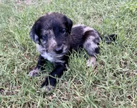 Phantom, a male Aussiedoodle for sale in Oklahoma City, OK – 2 of 3