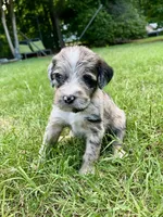 Pearl, a female Aussiedoodle for sale in Oklahoma City, OK – 2 of 3