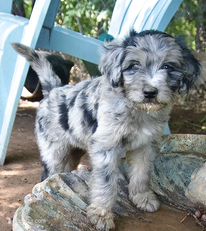 Finn – Aussiedoodle, Schnoodle puppy for sale in Oklahoma City, OK