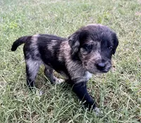 Phantom, a male Aussiedoodle for sale in Oklahoma City, OK – 1 of 3