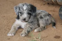 Pearl, a female Aussiedoodle and Schnoodle for sale in Oklahoma City, OK – 3 of 3
