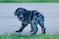 Charlie, a male Aussiedoodle for sale in Oklahoma City, OK – 2 of 3