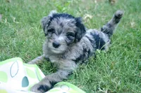 Finn, a male Aussiedoodle and Schnoodle for sale in Oklahoma City, OK – 4 of 4