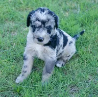 Flash, a male Aussiedoodle for sale in Oklahoma City, OK – 2 of 3