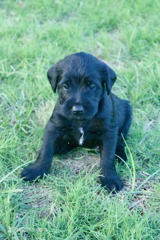 Bruno – Aussiedoodle puppy for sale in Oklahoma City, OK