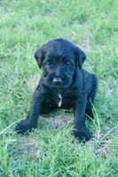 Bruno, a female Aussiedoodle for sale in Oklahoma City, OK – 1 of 3