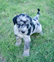 Flash, a male Aussiedoodle for sale in Oklahoma City, OK – 3 of 3