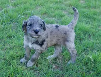 Lucy, a female Aussiedoodle for sale in Oklahoma City, OK – 2 of 3