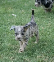 Pearl, a female Aussiedoodle and Schnoodle for sale in Oklahoma City, OK – 2 of 3
