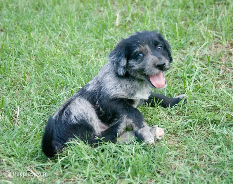 Phantom – Aussiedoodle puppy for sale in Oklahoma City, OK