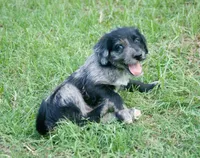 Phantom, a male Aussiedoodle and Schnoodle for sale in Oklahoma City, OK – 1 of 3