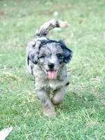 Finn, a male Aussiedoodle and Schnoodle for sale in Oklahoma City, OK – 3 of 4