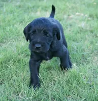 Bruno, a female Aussiedoodle for sale in Oklahoma City, OK – 2 of 3