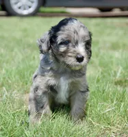 Charlie, a male Aussiedoodle and Schnoodle for sale in Oklahoma City, OK – 2 of 3