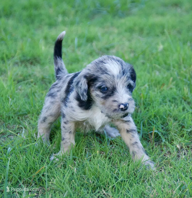 Pearl – Aussiedoodle puppy for sale in Oklahoma City, OK