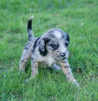 Pearl, a female Aussiedoodle for sale in Oklahoma City, OK – 1 of 3