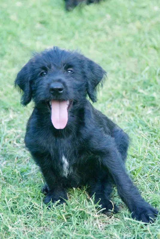 Bruno – Aussiedoodle, Schnoodle puppy for sale in Oklahoma City, OK