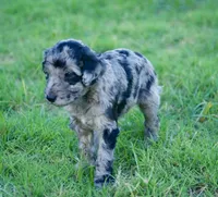 Cha-Cha, a female Aussiedoodle for sale in Oklahoma City, OK – 3 of 3