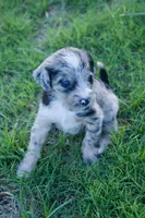 Pearl, a female Aussiedoodle for sale in Oklahoma City, OK – 3 of 3