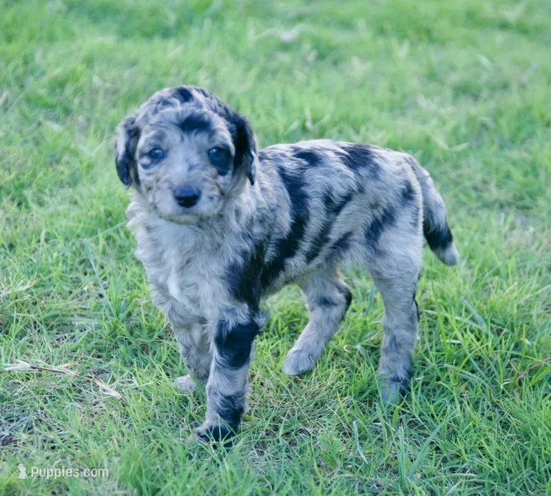 Cha-Cha – Aussiedoodle puppy for sale in Oklahoma City, OK