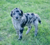 Cha-Cha, a female Aussiedoodle for sale in Oklahoma City, OK – 1 of 3