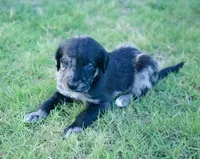 Phantom, a male Aussiedoodle for sale in Oklahoma City, OK – 3 of 3