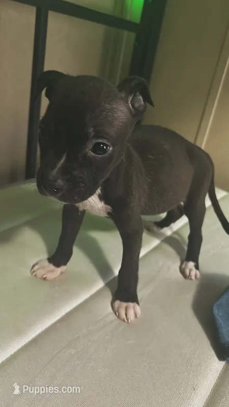 No name – American Bully, American Pit Bull Terrier puppy for sale in South Hill, VA
