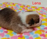 Lena, a female Pembroke Welsh Corgi for sale in Pink Hill, NC – Photo 6 of 10