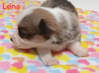 Lena, a female Pembroke Welsh Corgi for sale in Pink Hill, NC – Photo 2 of 10