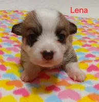 Lena, a female Pembroke Welsh Corgi for sale in Pink Hill, NC – Photo 1 of 10