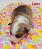 Lena, a female Pembroke Welsh Corgi for sale in Pink Hill, NC – Photo 7 of 10