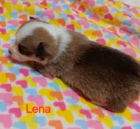 Lena, a female Pembroke Welsh Corgi for sale in Pink Hill, NC – Photo 4 of 10