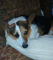 Coco La Bella, a female Pembroke Welsh Corgi for sale in Pink Hill, NC – Photo 2 of 6