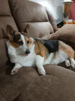 Coco La Bella, a female Pembroke Welsh Corgi for sale in Pink Hill, NC – Photo 3 of 6