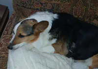 Coco La Bella, a female Pembroke Welsh Corgi for sale in Pink Hill, NC – Photo 1 of 6