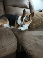 Coco La Bella, a female Pembroke Welsh Corgi for sale in Pink Hill, NC – Photo 5 of 6