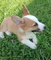 Puppy 1, a female Pembroke Welsh Corgi for sale in Pink Hill, NC – Photo 4 of 10