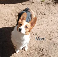 Puppy 1, a female Pembroke Welsh Corgi for sale in Pink Hill, NC – Photo 10 of 10