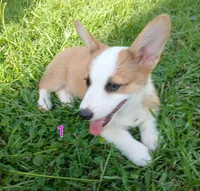 Puppy 1, a female Pembroke Welsh Corgi for sale in Pink Hill, NC – Photo 6 of 10