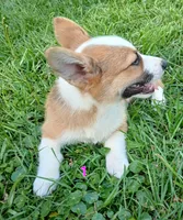 Puppy 1, a female Pembroke Welsh Corgi for sale in Pink Hill, NC – Photo 7 of 10