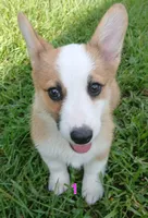 Puppy 1, a female Pembroke Welsh Corgi for sale in Pink Hill, NC – Photo 2 of 10