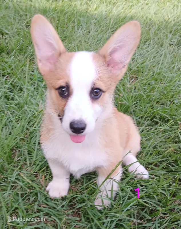 Puppy 1, a female Pembroke Welsh Corgi for sale in Pink Hill, NC – Photo 1 of 10