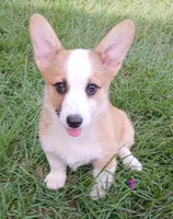 Puppy 1, a female Pembroke Welsh Corgi for sale in Pink Hill, NC – Photo 1 of 10