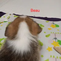 Beau, a male Pembroke Welsh Corgi for sale in Pink Hill, NC – Photo 4 of 10