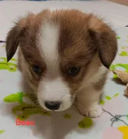 Beau, a male Pembroke Welsh Corgi for sale in Pink Hill, NC – Photo 1 of 10